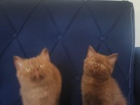 British shorthair nadir cins cinnamon