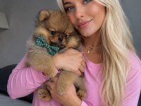 Pomeranian boo ayı surat orange erkek
