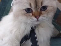 Yetişkin genç Erkek British longhair