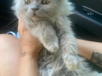 British Longhair Cinsi 2.5 Aylık