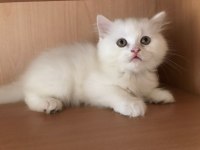 British longhair toplu ve ya tekli