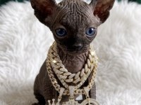 A KALİTE BLACK SPHYNX
