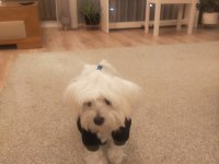 Çiftleştirme maltese köpeği