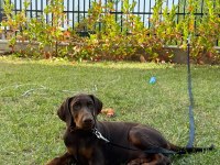 Tank Gibi Kızıl Doberman Yavru