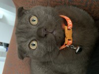 24 kasım doğumlu scottish fold