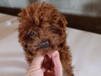Kore erkek poodle