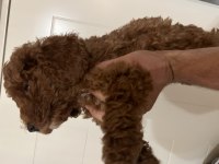 Safkan ev bakımı erkek Poodle yavrular