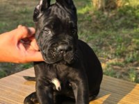Şecere belgeli ırk ve sağlık garantili cane corso yavrular