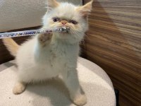 EXOTİC İRAN PERSİAN HARİKA BEBEKLER