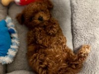 TOYPOODLE YAVRULARIMIZ 