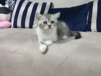 48 günlük bebekler british shorthair
