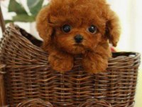 Toypoodle sevimli yavrular ruhsatlı çiftlik 