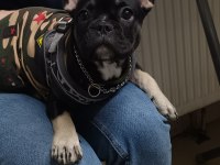 Ücretli French Bulldog Eğitimli