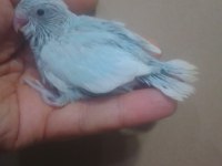 Pastel Turkuaz Dişi Forpus Cep Papağanı