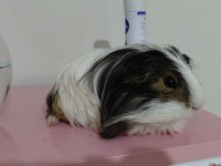 Erkek ginepig