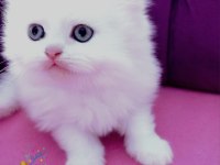 British shorthair ERKEK