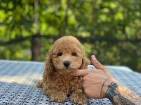 En microsu en özel poodle benim olsun isteyenlere