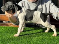 Scr li 10 numara pointer av köpekleri