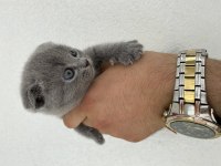 Hatasız 3 adet orijinal blue scottish fold yavru