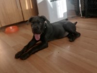 Safkan cane corso bebekler