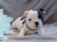 FRENCH BULLDOG YAVRULARI