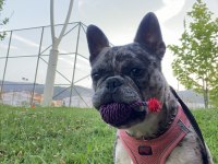 Dişi Merle french bulldog