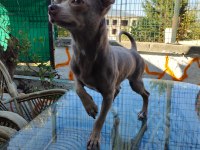 Islak Burun MİNİ Şivava (Chihuahua)