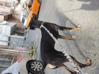 8 aylık rottweiler köpeğim gölge çok oyuncu ve sevecen