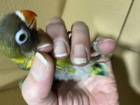 ÇOK GÜZEL PERSONAT YENİ YEME DÜŞMÜŞ YAVRU