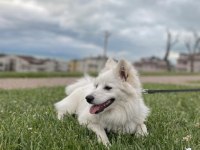 Japon spitz kalıcı yuva