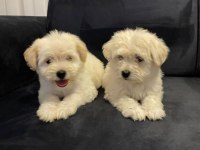 2 aylık yavru terrier yavrumuz