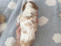 Sağlıklı ve çok sevecen yapılı cavalier king charles