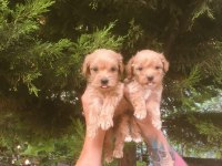 ORJİNAL BEBEK YÜZLÜ MALTİPOO YAVRULAR