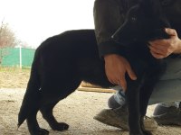 Irkının en iyisi siyah kurt köpeği