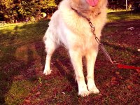 Eğitimli golden köpeğimi sahiplendirmek istiyorum bartin içi