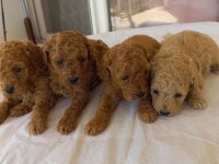 Poodle yavrusu bebeğimiz