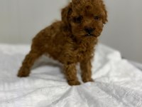 Dişi Kuyruksuz Kore Toy Poodle Gerçek Kalite İsteyene