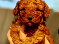 Muhteşem toy poodle bebeklerimiz