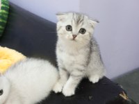 Safkan Scottish Fold ve Straight yavrular Catteryden