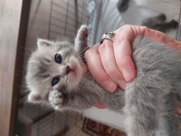 Ömürlük british shorthair yuvalarını bekliyorlar