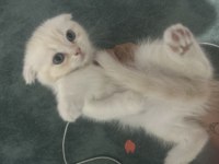 Kırık kulak scottish fold