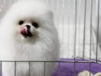 BİBLO POMERANİAN BOO YAVRULARI