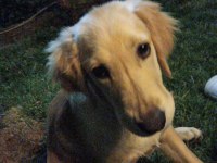 Depremzede Golden Retriever