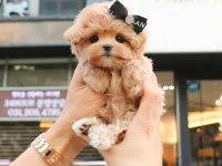 Mükemmel Maltipoo Yavruları Kore
