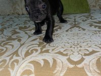 Uygun puanlı french bulldog