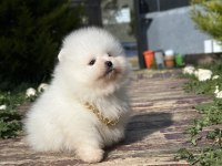 Orjinal Pomeranian boo yavrularımız