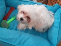 Yavru terrier maltese