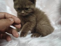 Cinnamon Dişi British Shorthair