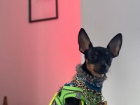 50 günlük aşılı 2 dişi köpeğimiz