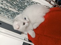 Scottish fold mavi gözlü ve odd eyes yavrular